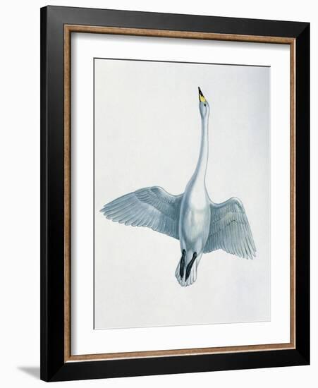 Close-Up of a Whooper Swan Flying (Cygnus Cygnus)-null-Framed Giclee Print