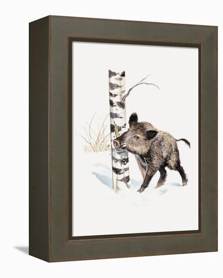 Close-Up of a Wild Boar Rubbing His Neck on a Tree Trunk (Sus Scrofa)-null-Framed Premier Image Canvas