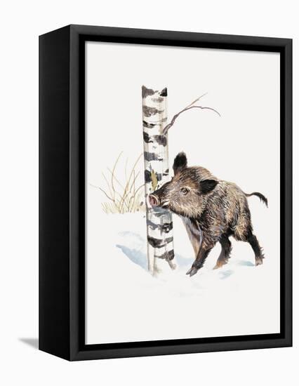 Close-Up of a Wild Boar Rubbing His Neck on a Tree Trunk (Sus Scrofa)-null-Framed Premier Image Canvas