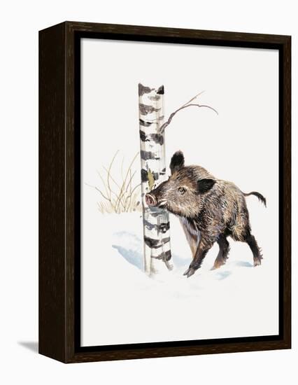 Close-Up of a Wild Boar Rubbing His Neck on a Tree Trunk (Sus Scrofa)-null-Framed Premier Image Canvas