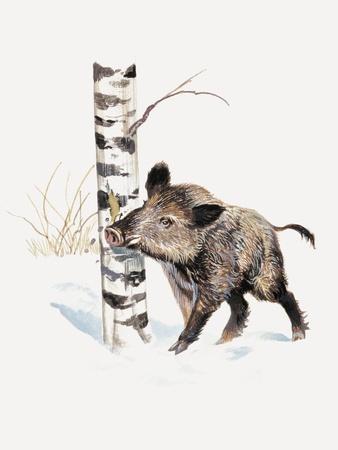 Wild boar  Britannica