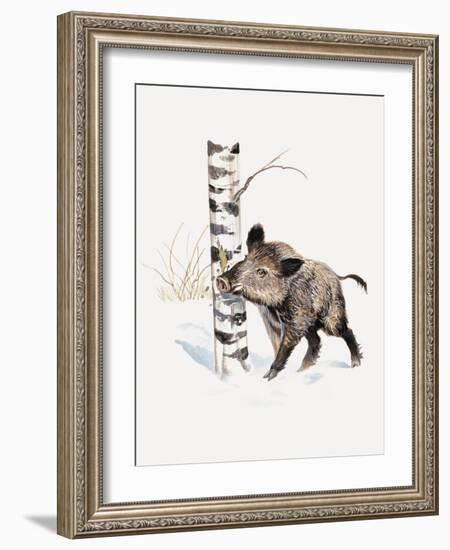 Close-Up of a Wild Boar Rubbing His Neck on a Tree Trunk (Sus Scrofa)-null-Framed Giclee Print