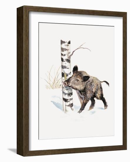 Close-Up of a Wild Boar Rubbing His Neck on a Tree Trunk (Sus Scrofa)-null-Framed Giclee Print