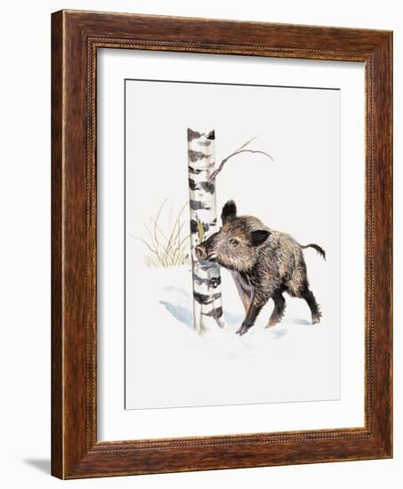 Close-Up of a Wild Boar Rubbing His Neck on a Tree Trunk (Sus Scrofa)-null-Framed Giclee Print