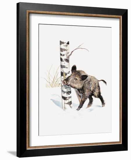 Close-Up of a Wild Boar Rubbing His Neck on a Tree Trunk (Sus Scrofa)-null-Framed Giclee Print