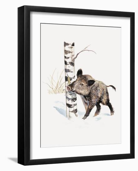 Close-Up of a Wild Boar Rubbing His Neck on a Tree Trunk (Sus Scrofa)--Framed Giclee Print