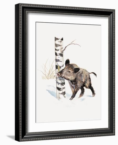 Close-Up of a Wild Boar Rubbing His Neck on a Tree Trunk (Sus Scrofa)-null-Framed Giclee Print