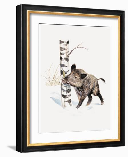 Close-Up of a Wild Boar Rubbing His Neck on a Tree Trunk (Sus Scrofa)-null-Framed Giclee Print