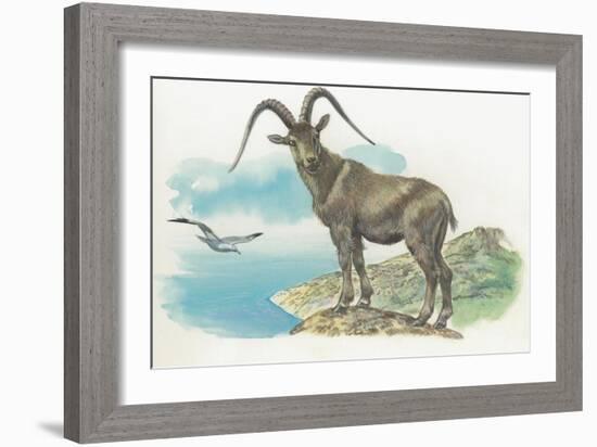 Close-Up of a Wild Goat Standing Near the Sea with a Bird Flying in the Background (Capra Aegagrus)-null-Framed Giclee Print