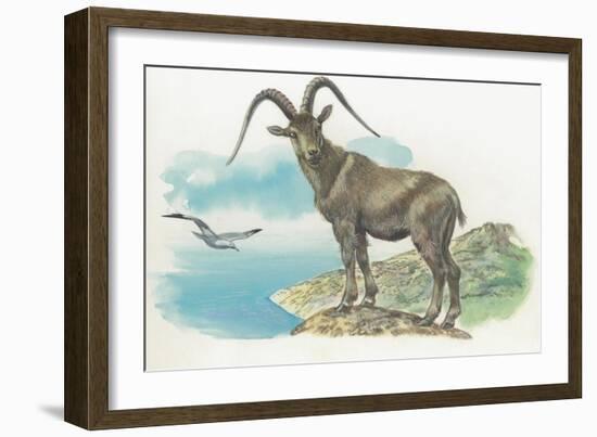 Close-Up of a Wild Goat Standing Near the Sea with a Bird Flying in the Background (Capra Aegagrus)-null-Framed Giclee Print