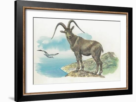 Close-Up of a Wild Goat Standing Near the Sea with a Bird Flying in the Background (Capra Aegagrus)-null-Framed Giclee Print