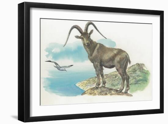 Close-Up of a Wild Goat Standing Near the Sea with a Bird Flying in the Background (Capra Aegagrus)-null-Framed Giclee Print