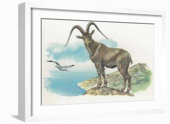 Close-Up of a Wild Goat Standing Near the Sea with a Bird Flying in the Background (Capra Aegagrus)-null-Framed Giclee Print