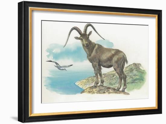 Close-Up of a Wild Goat Standing Near the Sea with a Bird Flying in the Background (Capra Aegagrus)-null-Framed Giclee Print