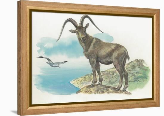 Close-Up of a Wild Goat Standing Near the Sea with a Bird Flying in the Background (Capra Aegagrus)-null-Framed Premier Image Canvas