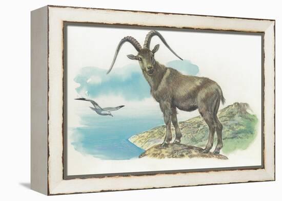 Close-Up of a Wild Goat Standing Near the Sea with a Bird Flying in the Background (Capra Aegagrus)-null-Framed Premier Image Canvas