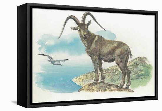 Close-Up of a Wild Goat Standing Near the Sea with a Bird Flying in the Background (Capra Aegagrus)-null-Framed Premier Image Canvas