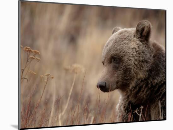 Close Up of a Wild Grizzly Bear, Glacier National Park, Montana-Steven Gnam-Mounted Photographic Print