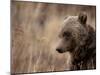 Close Up of a Wild Grizzly Bear, Glacier National Park, Montana-Steven Gnam-Mounted Photographic Print