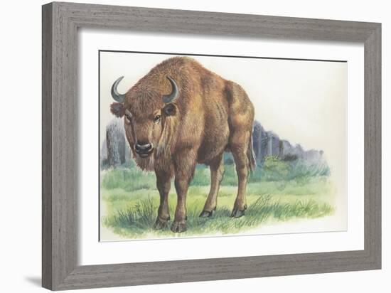 Close-Up of a Wisent Standing in the Forest (Bison Bonasus)-null-Framed Giclee Print