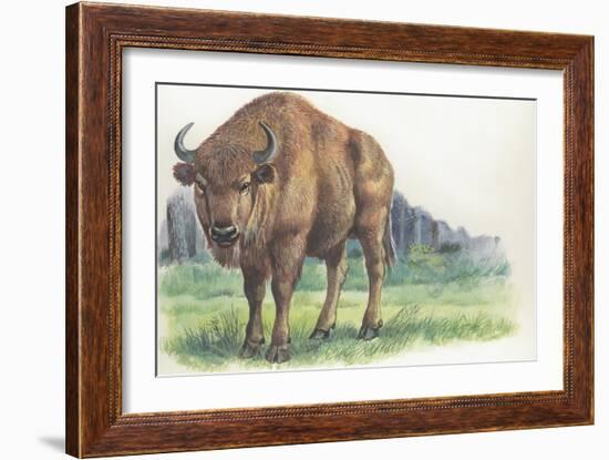 Close-Up of a Wisent Standing in the Forest (Bison Bonasus)-null-Framed Giclee Print