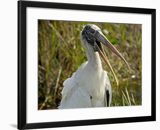 Close-Up of a Wood Stork, Everglades National Park, Florida-null-Framed Photographic Print