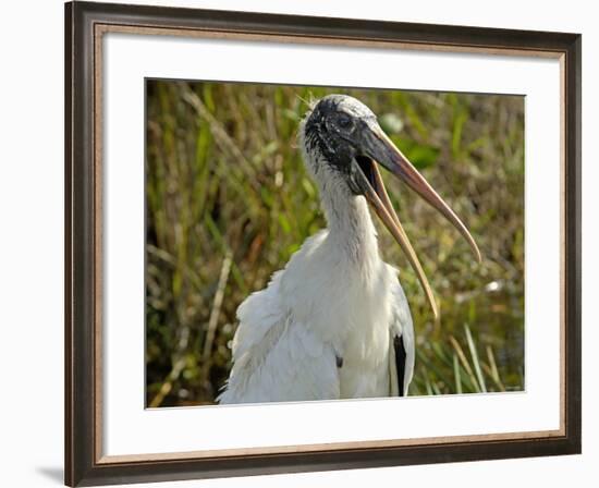 Close-Up of a Wood Stork, Everglades National Park, Florida-null-Framed Photographic Print