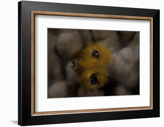 Close-Up of a Yellow Christmas Tree Worm-Stocktrek Images-Framed Premium Photographic Print