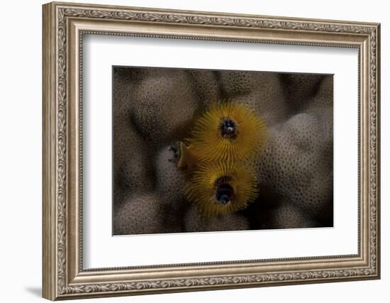 Close-Up of a Yellow Christmas Tree Worm-Stocktrek Images-Framed Photographic Print