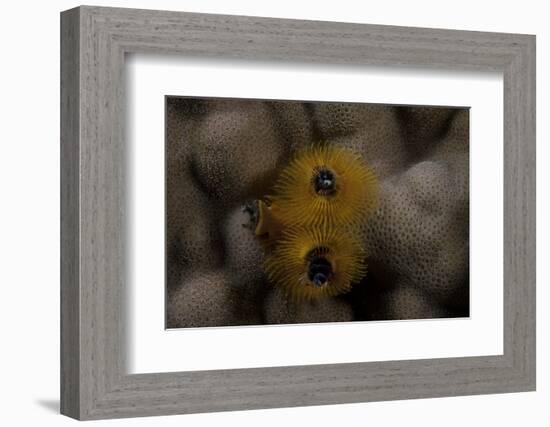 Close-Up of a Yellow Christmas Tree Worm-Stocktrek Images-Framed Photographic Print