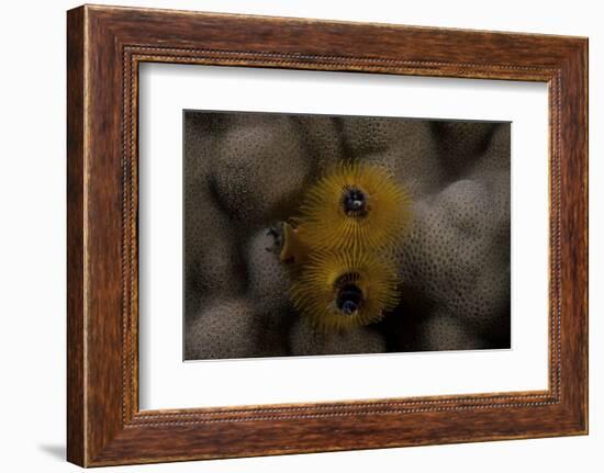 Close-Up of a Yellow Christmas Tree Worm-Stocktrek Images-Framed Photographic Print