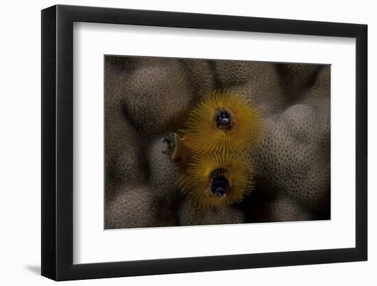 Close-Up of a Yellow Christmas Tree Worm-Stocktrek Images-Framed Photographic Print