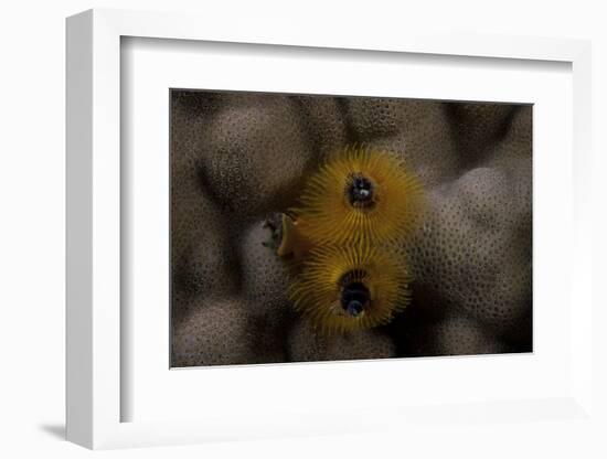 Close-Up of a Yellow Christmas Tree Worm-Stocktrek Images-Framed Photographic Print