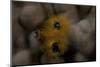 Close-Up of a Yellow Christmas Tree Worm-Stocktrek Images-Mounted Photographic Print