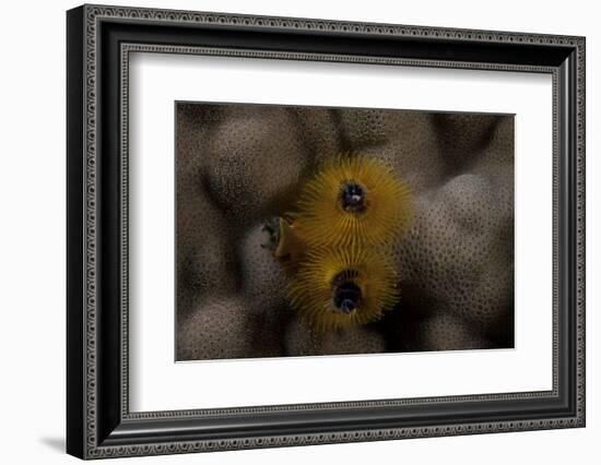 Close-Up of a Yellow Christmas Tree Worm-Stocktrek Images-Framed Photographic Print