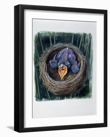 Close-Up of a Young Cuckoo in a Nest (Cuculus Canorus)-null-Framed Giclee Print