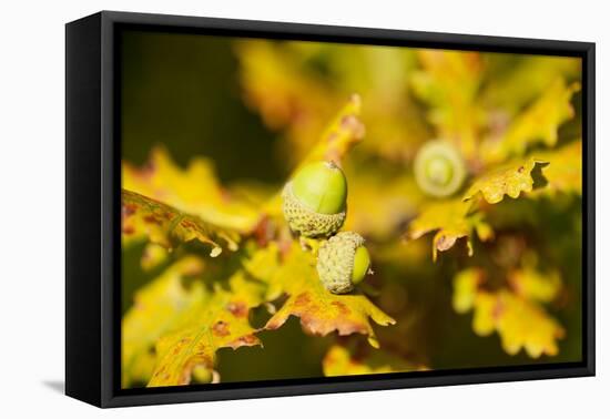 Close Up of Acorns and Autumnal Foliage of English Oak (Quercus Robur), Dorset, UK, September-Ross Hoddinott-Framed Premier Image Canvas