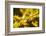 Close Up of Acorns and Autumnal Foliage of English Oak (Quercus Robur), Dorset, UK, September-Ross Hoddinott-Framed Photographic Print