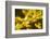 Close Up of Acorns and Autumnal Foliage of English Oak (Quercus Robur), Dorset, UK, September-Ross Hoddinott-Framed Photographic Print