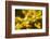 Close Up of Acorns and Autumnal Foliage of English Oak (Quercus Robur), Dorset, UK, September-Ross Hoddinott-Framed Photographic Print