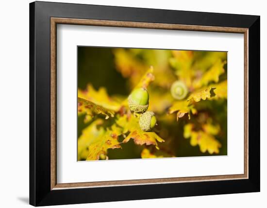 Close Up of Acorns and Autumnal Foliage of English Oak (Quercus Robur), Dorset, UK, September-Ross Hoddinott-Framed Photographic Print