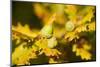 Close Up of Acorns and Autumnal Foliage of English Oak (Quercus Robur), Dorset, UK, September-Ross Hoddinott-Mounted Photographic Print