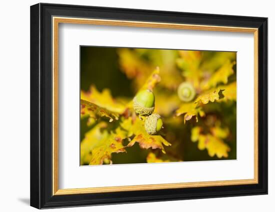 Close Up of Acorns and Autumnal Foliage of English Oak (Quercus Robur), Dorset, UK, September-Ross Hoddinott-Framed Photographic Print