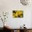 Close Up of Acorns and Autumnal Foliage of English Oak (Quercus Robur), Dorset, UK, September-Ross Hoddinott-Photographic Print displayed on a wall