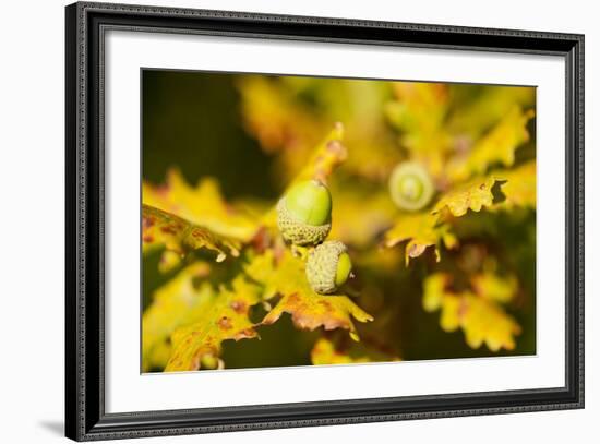 Close Up of Acorns and Autumnal Foliage of English Oak (Quercus Robur), Dorset, UK, September-Ross Hoddinott-Framed Photographic Print