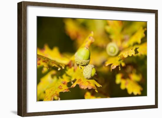 Close Up of Acorns and Autumnal Foliage of English Oak (Quercus Robur), Dorset, UK, September-Ross Hoddinott-Framed Photographic Print