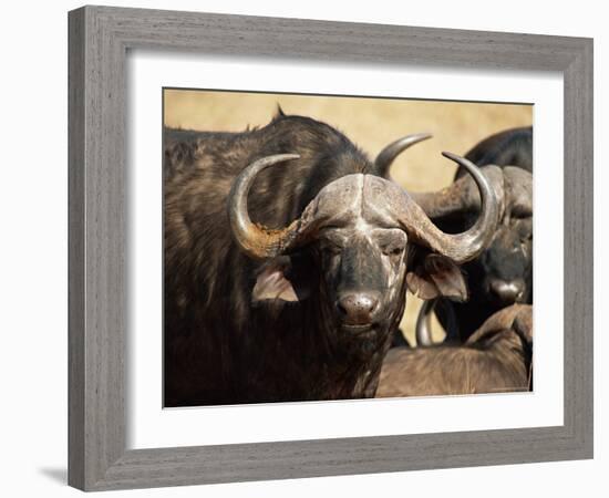 Close-Up of African Buffalo, Mala Mala Game Reserve, Sabi Sand Park, South Africa, Africa-Sergio Pitamitz-Framed Photographic Print