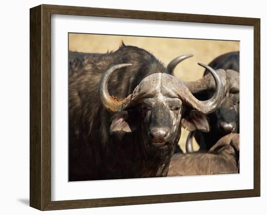 Close-Up of African Buffalo, Mala Mala Game Reserve, Sabi Sand Park, South Africa, Africa-Sergio Pitamitz-Framed Photographic Print