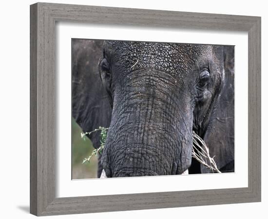 Close-up of African Elephant Trunk, Tanzania-Dee Ann Pederson-Framed Photographic Print