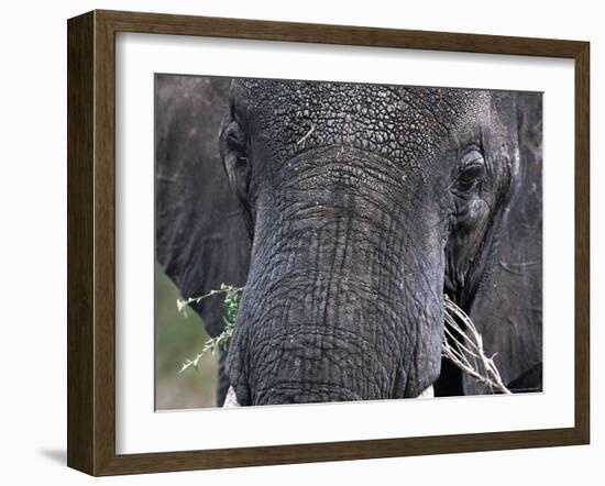 Close-up of African Elephant Trunk, Tanzania-Dee Ann Pederson-Framed Photographic Print